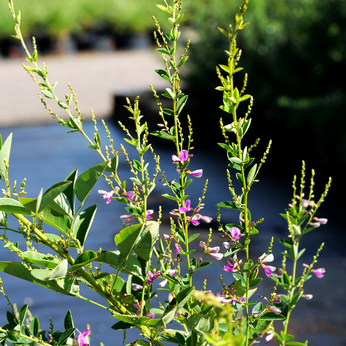 Thunbergs Buschklee 'Edo Shibori' (Lespedeza thunbergii)