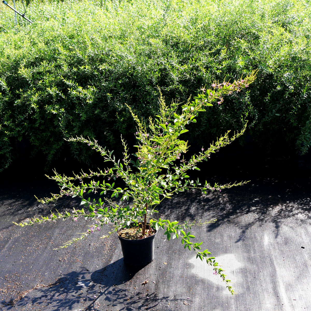 Thunbergs Buschklee 'Edo Shibori' (Lespedeza thunbergii)