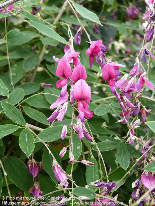 Thunbergs Buschklee (Lespedeza thunbergii)