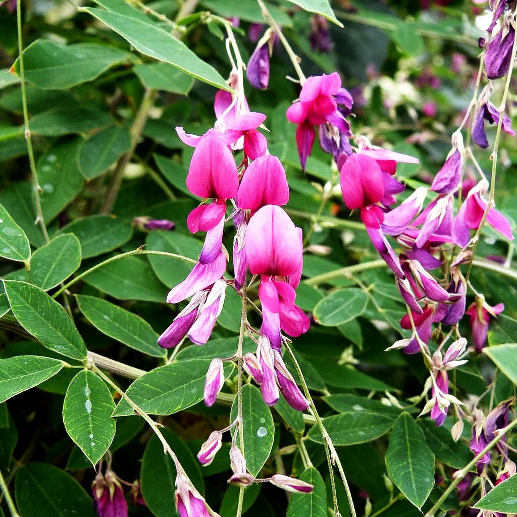 Thunbergs Buschklee (Lespedeza thunbergii)