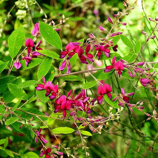 Thunbergs Buschklee (Lespedeza thunbergii)