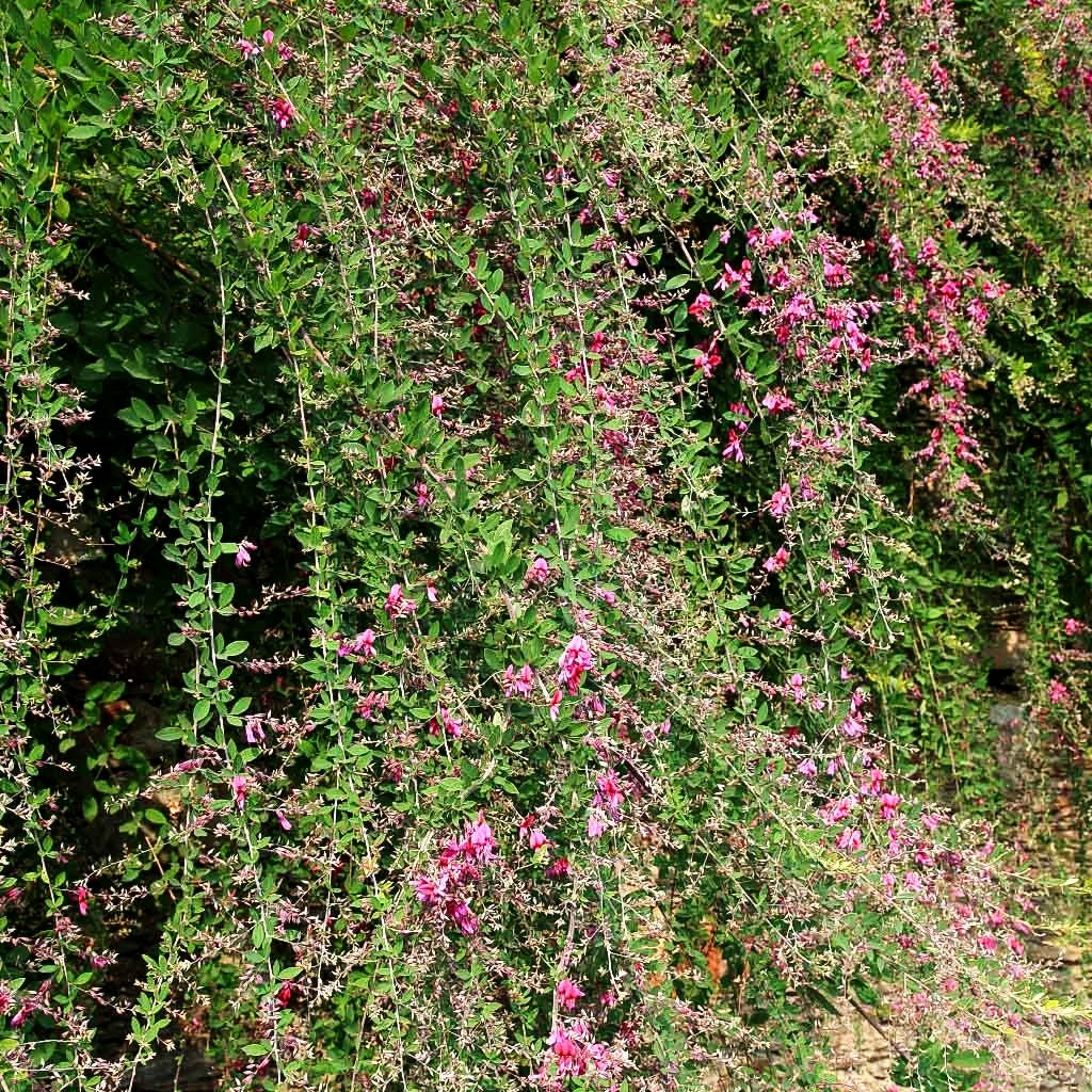 Thunbergs Buschklee (Lespedeza thunbergii)