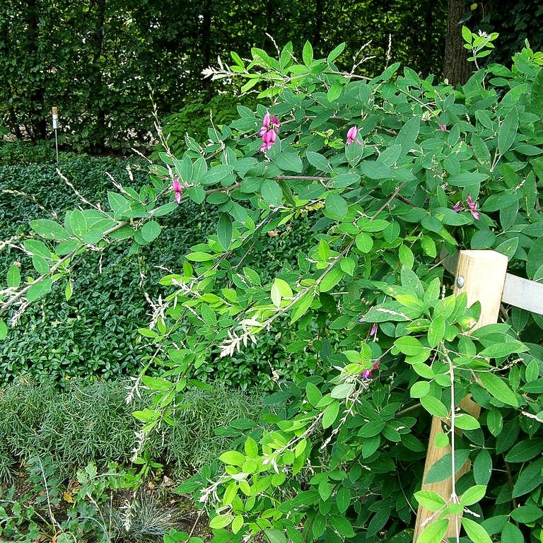 Thunbergs Buschklee (Lespedeza thunbergii)