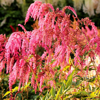 Thunbergs Hohe Prachtspiere 'Straußenfeder' (Astilbe thunbergii)