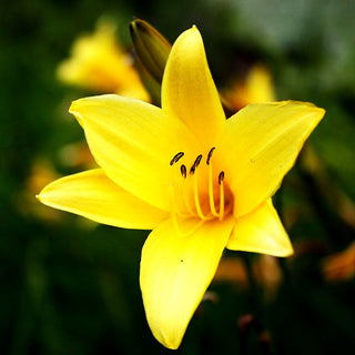 Thunbergs Taglilie (Hemerocallis thunbergii)