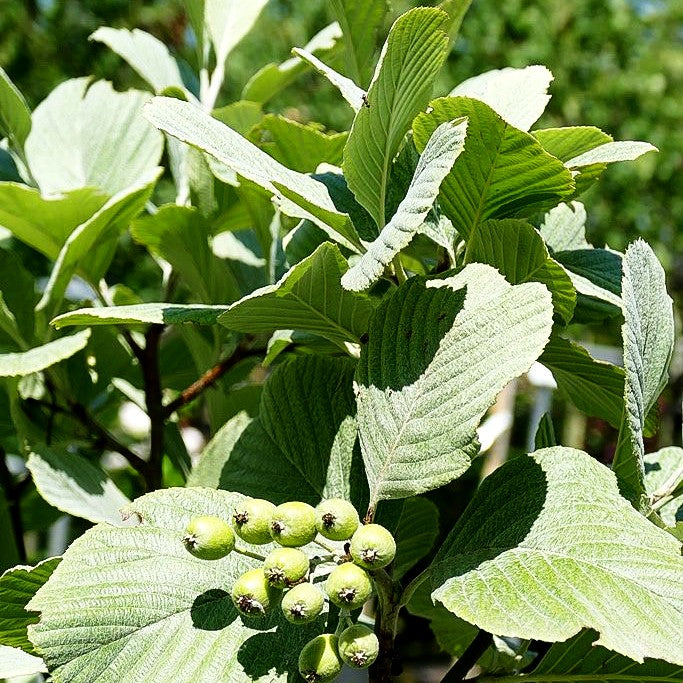 Tibetische Weißbeere (Sorbus wardii)