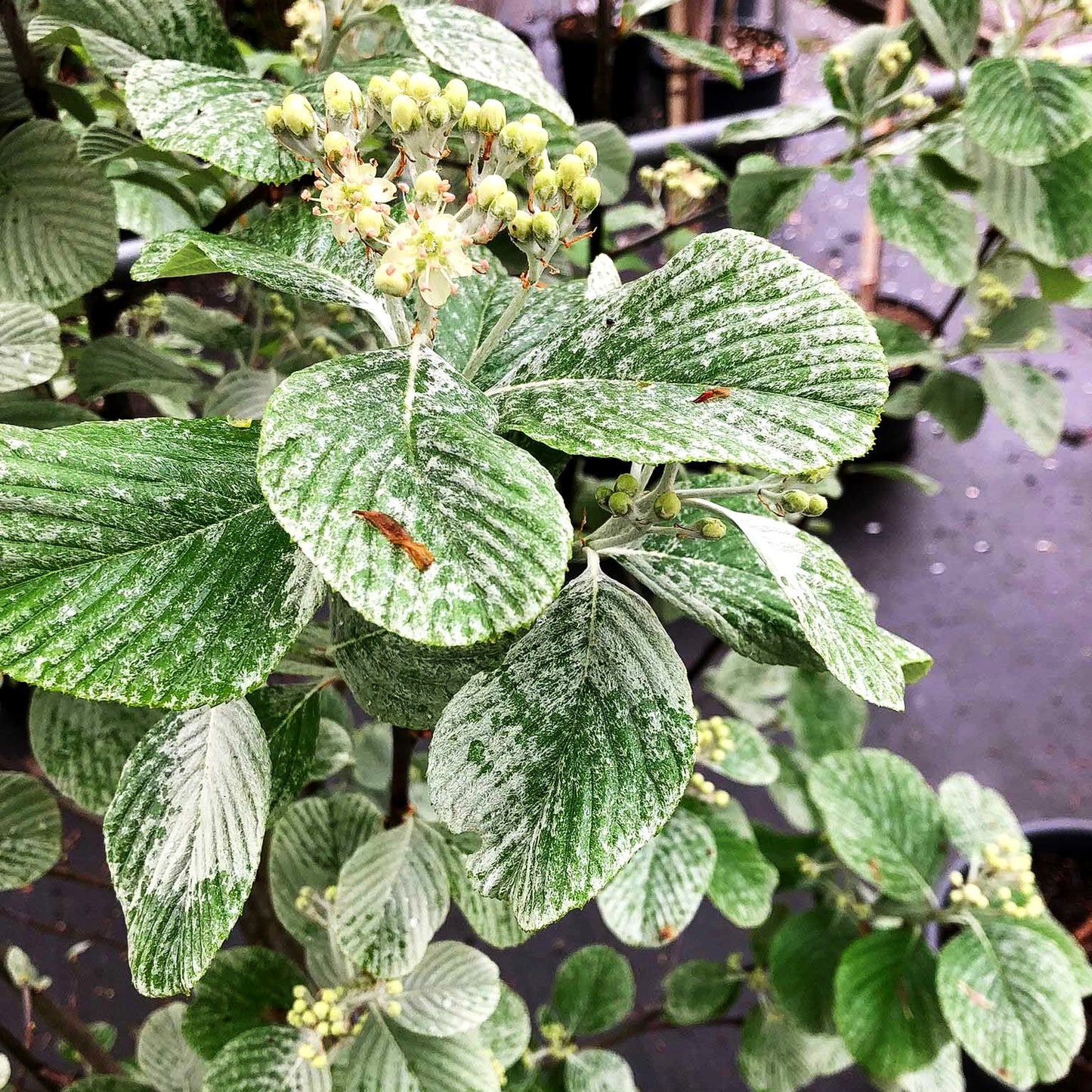 Tibetische Weißbeere (Sorbus wardii)