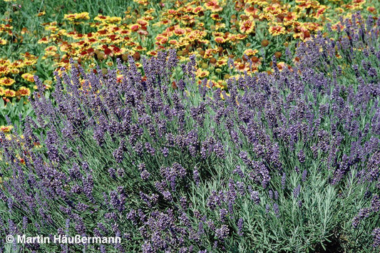 Tiefviolettblühender Lavendel 'Hidcote Blue' (Lavandula angustifolia)