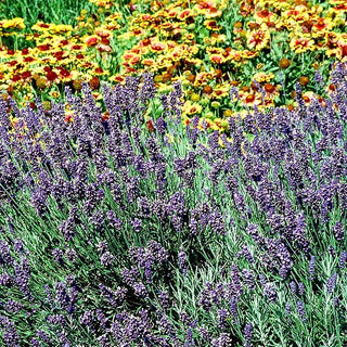 Tiefviolettblühender Lavendel 'Hidcote Blue' (Lavandula angustifolia)