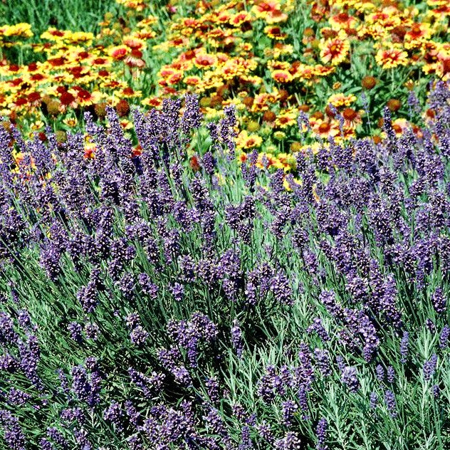 Tiefviolettblühender Lavendel 'Hidcote Blue' (Lavandula angustifolia)