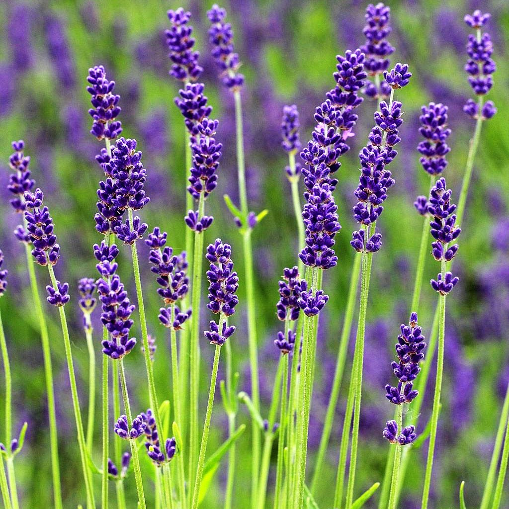 Tiefviolettblühender Lavendel 'Hidcote Blue' (Lavandula angustifolia)