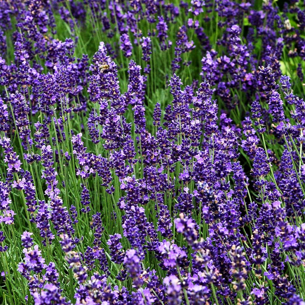 Tiefviolettblühender Lavendel 'Hidcote Blue' (Lavandula angustifolia)