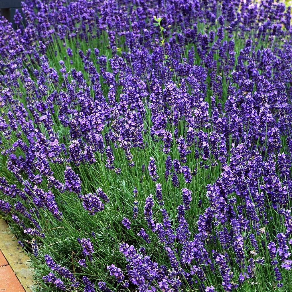 Tiefviolettblühender Lavendel 'Hidcote Blue' (Lavandula angustifolia)