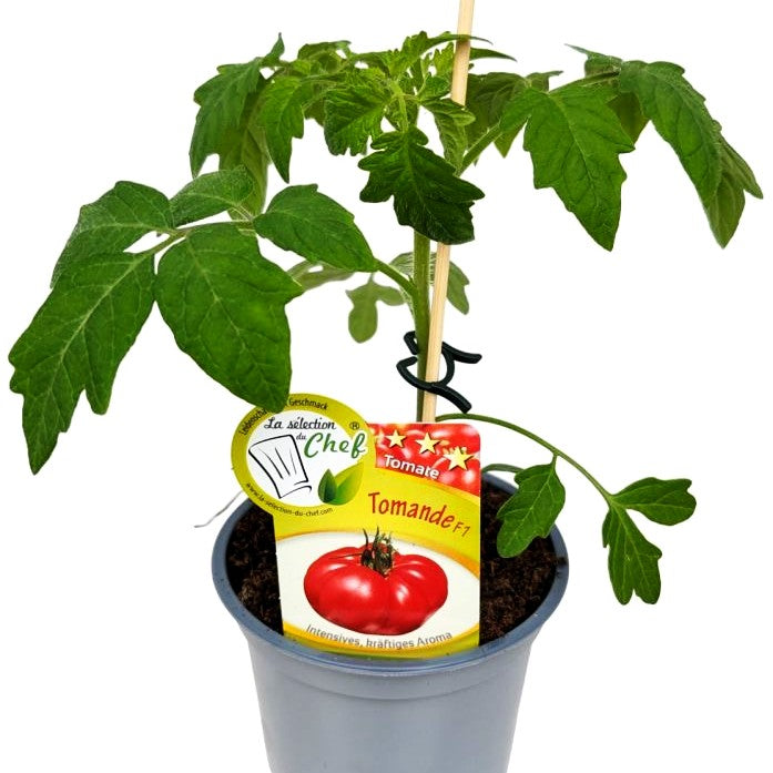 'Tomande' (Tomate F 1)