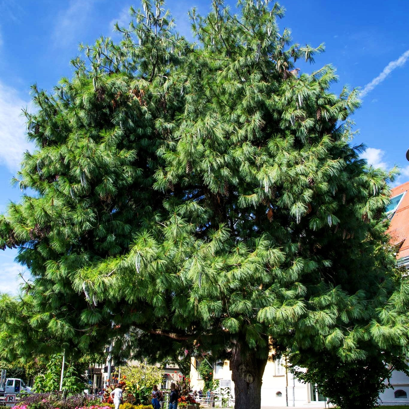Tränen-Kiefer (Pinus wallichiana)