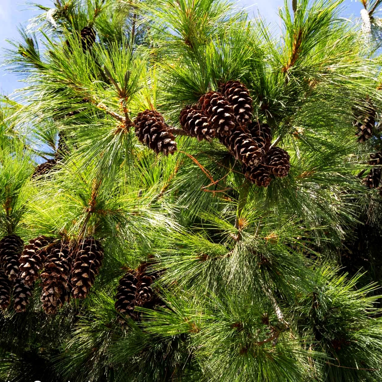 Tränen-Kiefer (Pinus wallichiana)