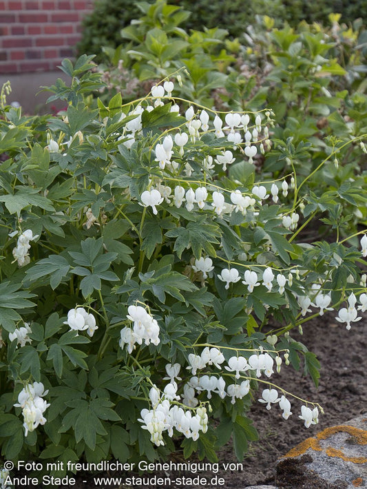 Tränendes Herz 'Alba' (Dicentra spectabilis)