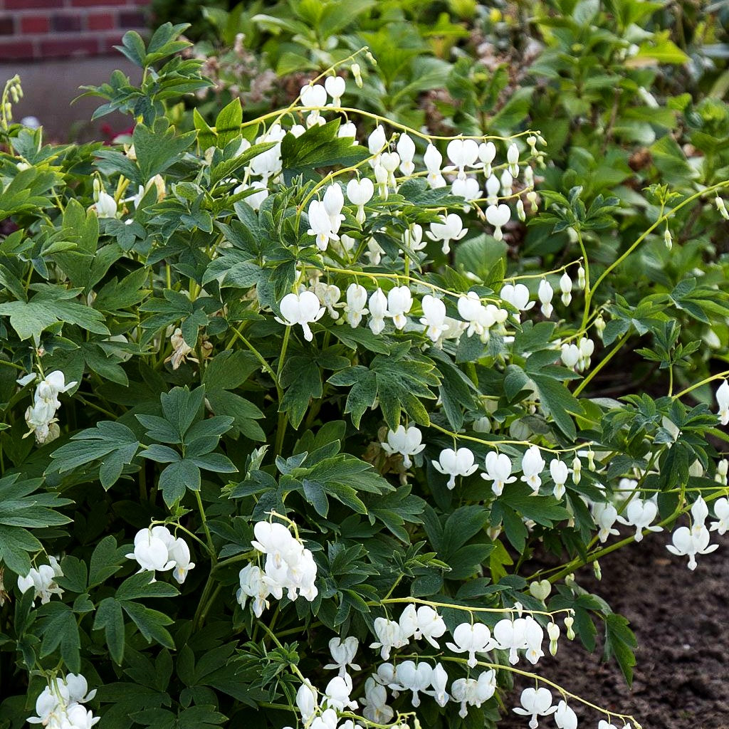 Tränendes Herz 'Alba' (Dicentra spectabilis)