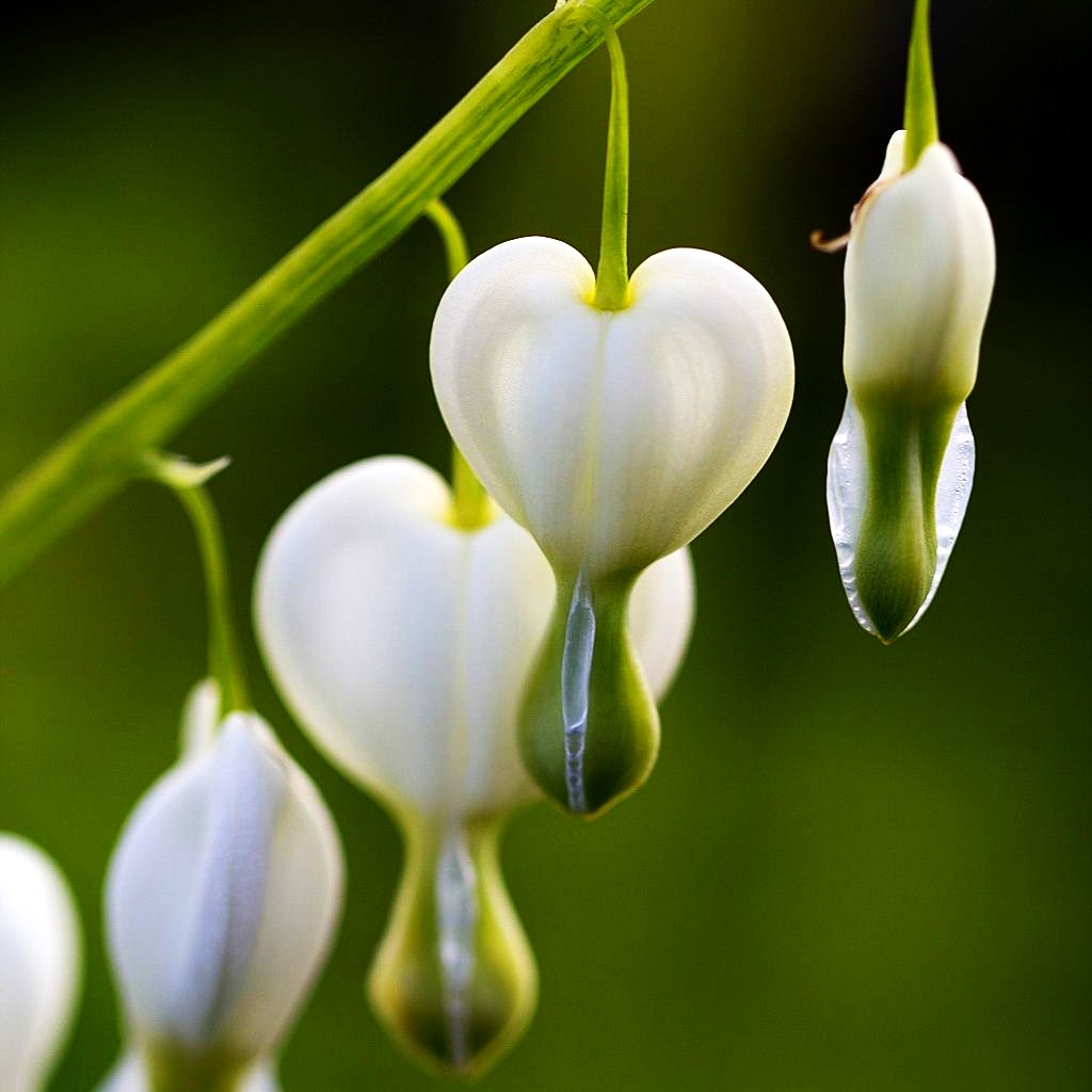 Tränendes Herz 'Alba' (Dicentra spectabilis)