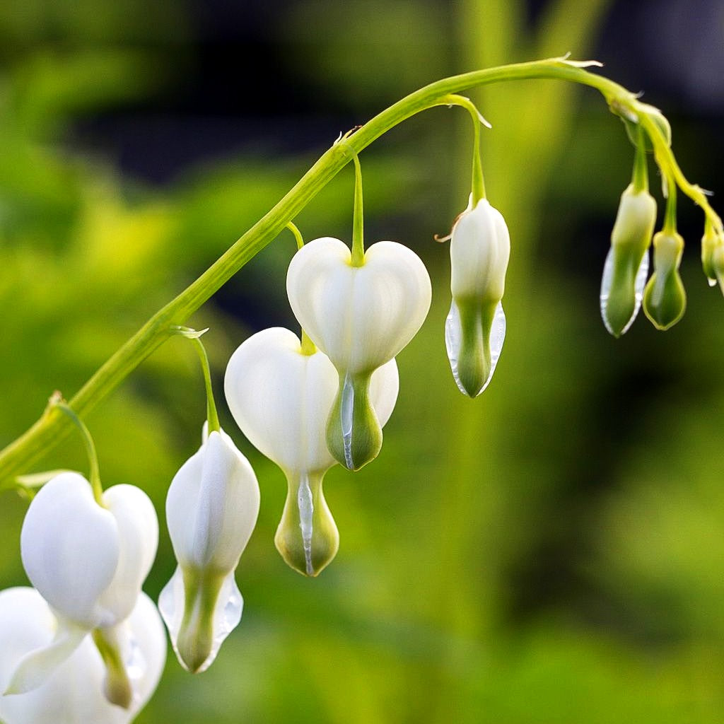 Tränendes Herz 'Alba' (Dicentra spectabilis)