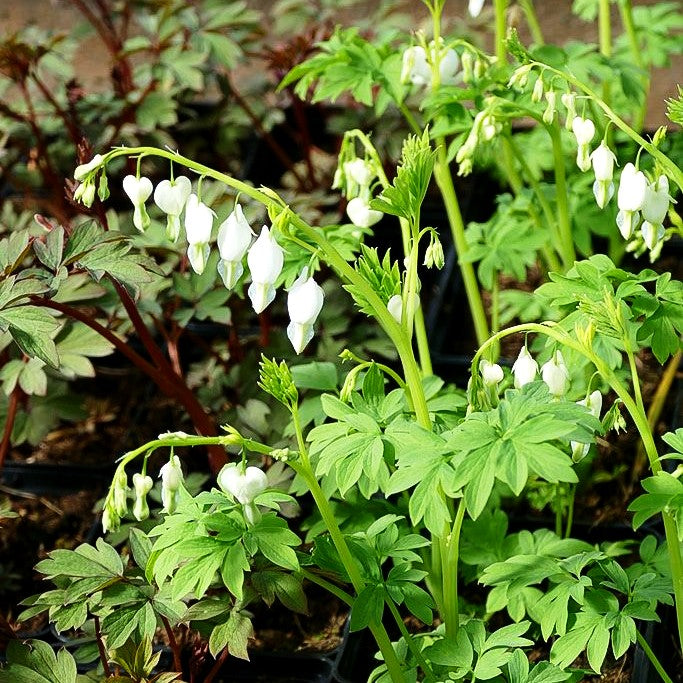 Tränendes Herz 'Alba' (Dicentra spectabilis)