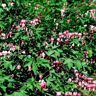 Tränendes Herz (Dicentra spectabilis)