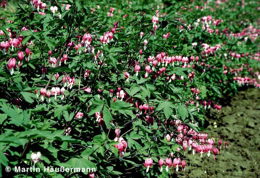 Tränendes Herz (Dicentra spectabilis)