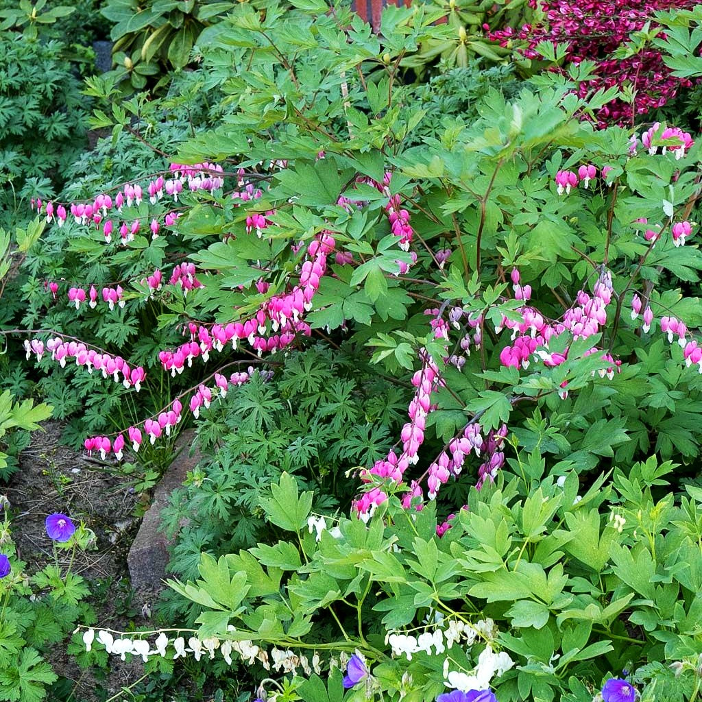 Tränendes Herz (Dicentra spectabilis)