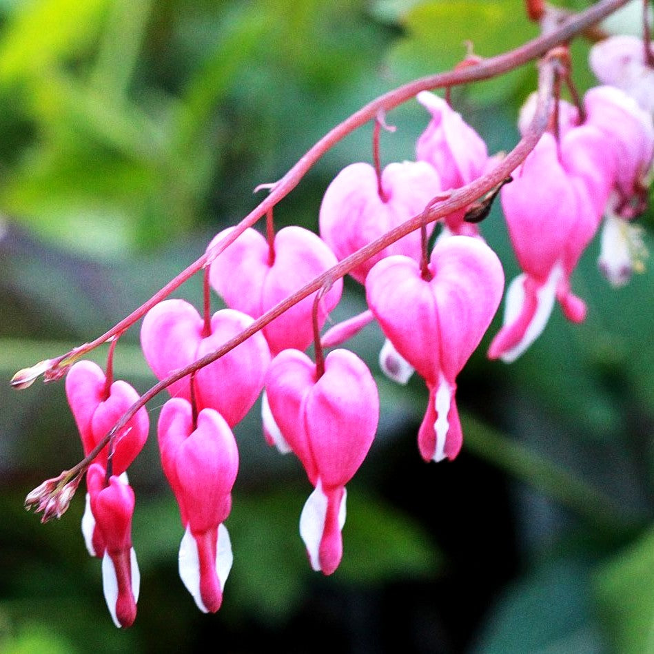 Tränendes Herz (Dicentra spectabilis)