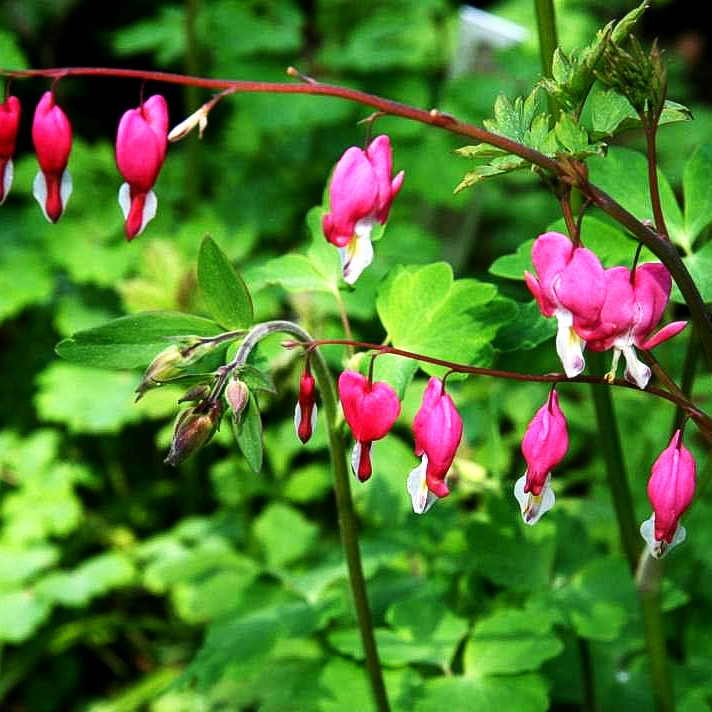 Tränendes Herz (Dicentra spectabilis)