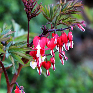 Tränendes Herz 'Valentine' (Dicentra spectabilis)