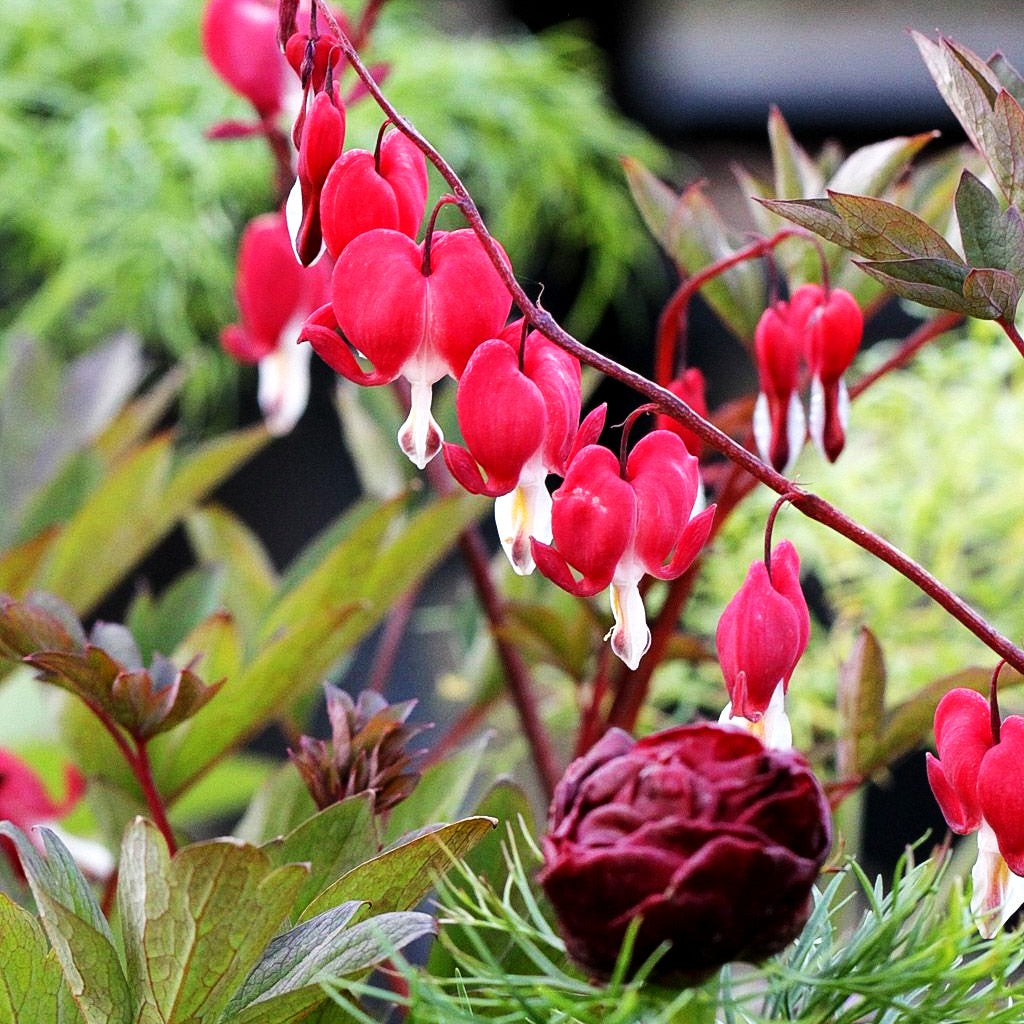 Tränendes Herz 'Valentine' (Dicentra spectabilis)