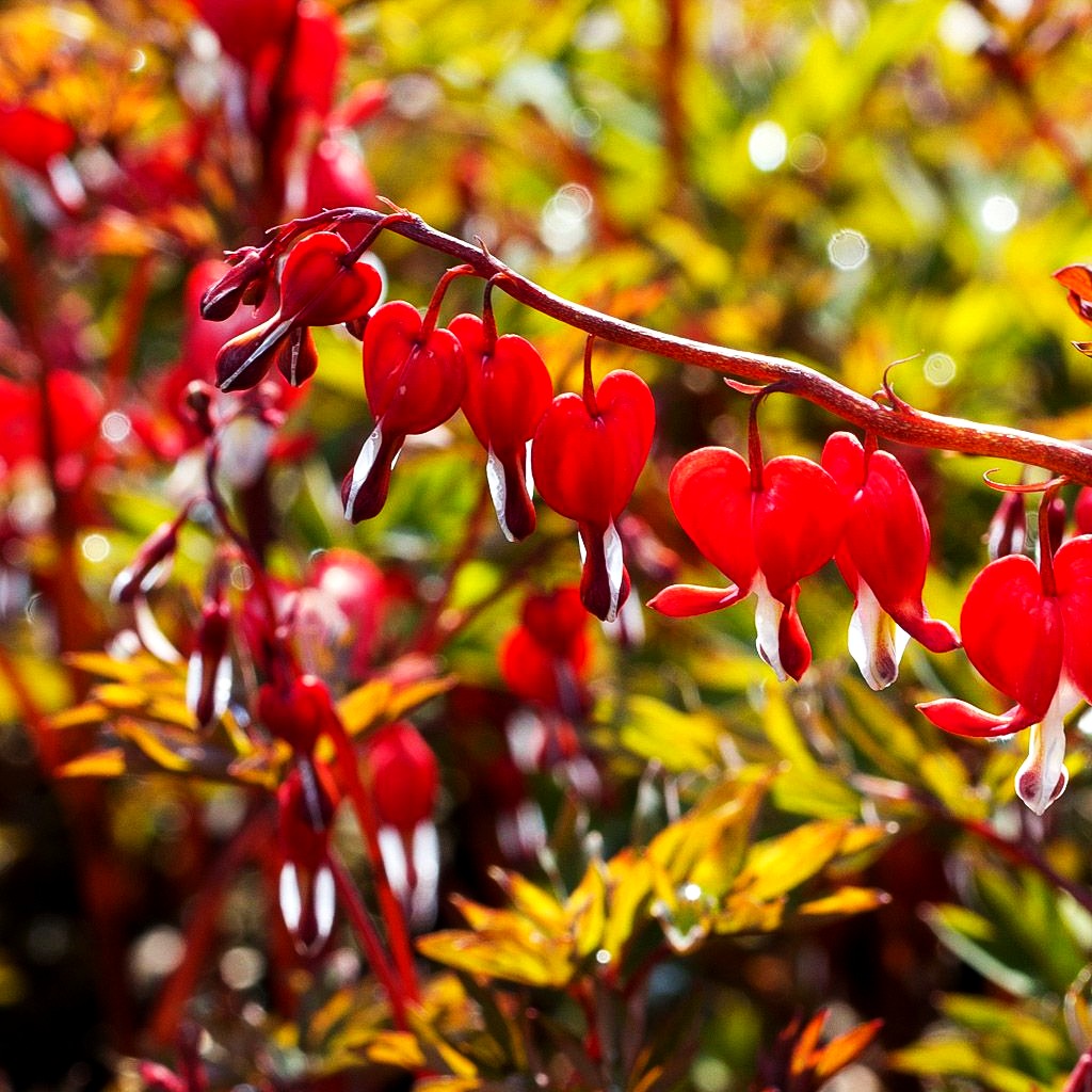 Tränendes Herz 'Valentine' (Dicentra spectabilis)