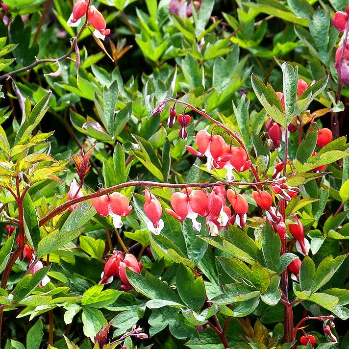 Tränendes Herz 'Valentine' (Dicentra spectabilis)