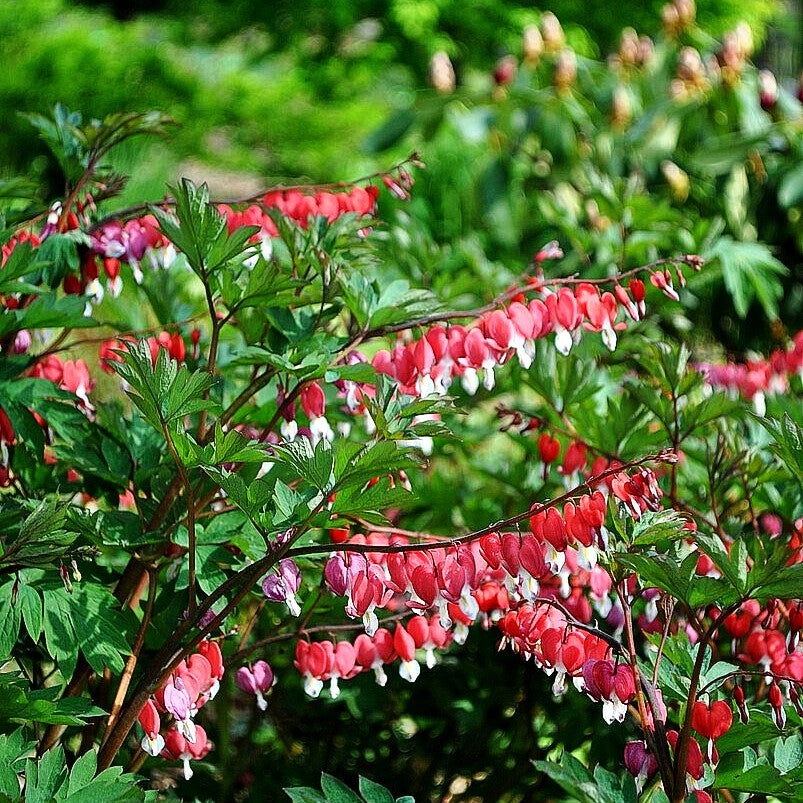 Tränendes Herz 'Valentine' (Dicentra spectabilis)