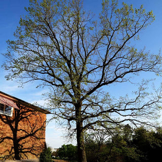 Trauben-Eiche, Winter-Eiche (Quercus petraea)