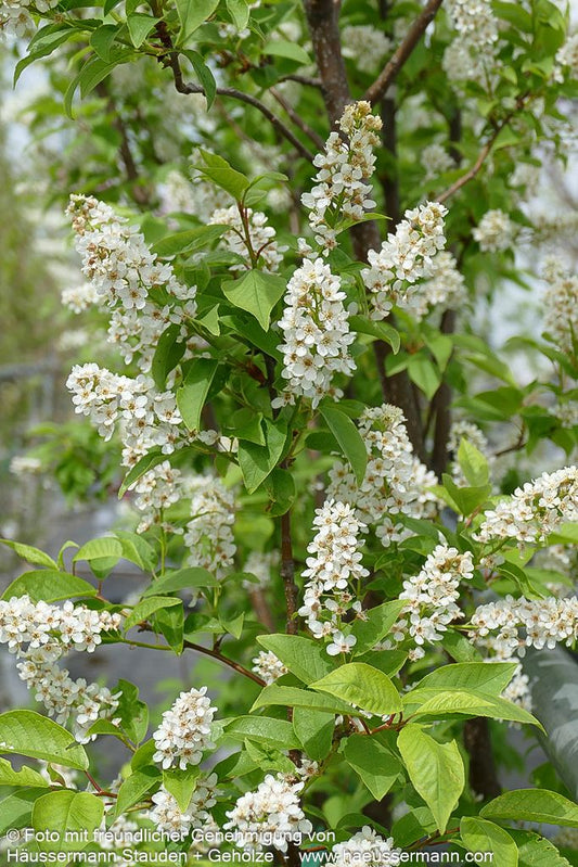 Trauben-Kirsche (Prunus padus)