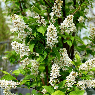 Trauben-Kirsche (Prunus padus)