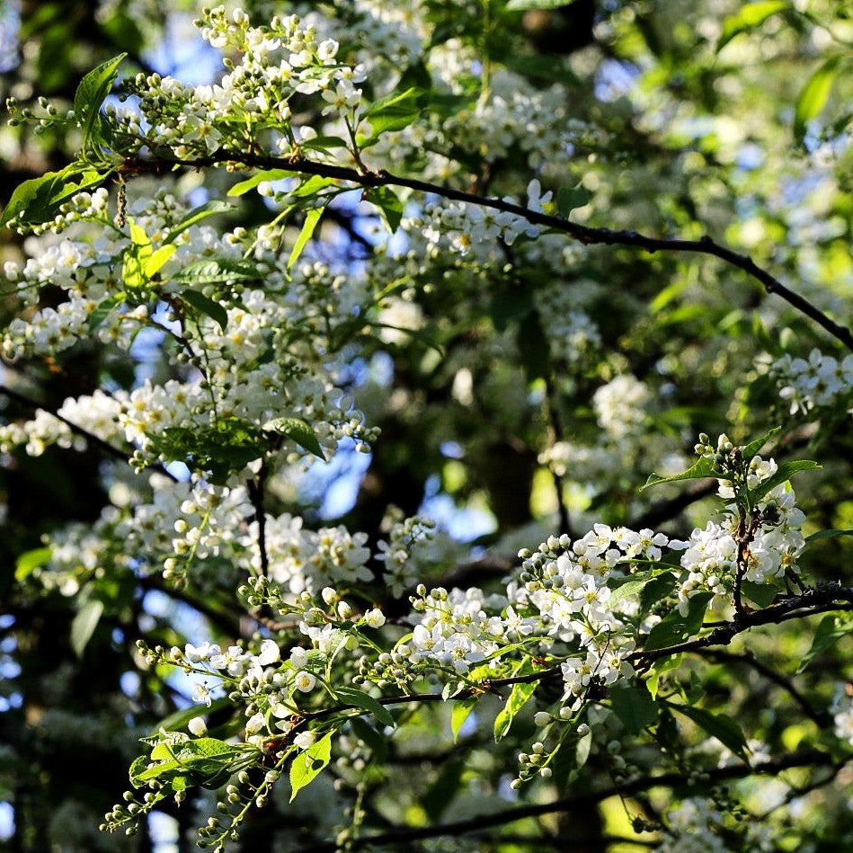 Trauben-Kirsche (Prunus padus)