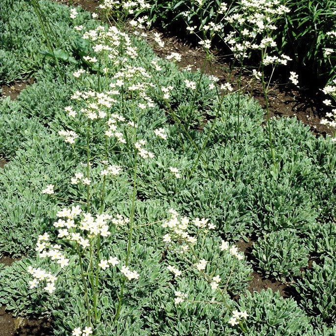 Trauben-Steinbrech (Saxifraga hostii ssp.hostii)