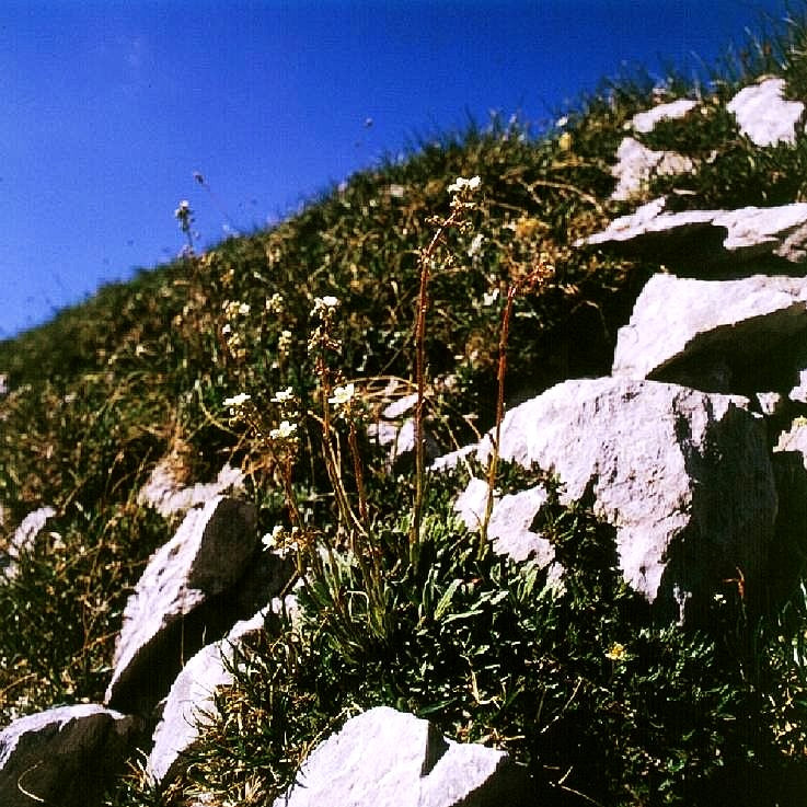Trauben-Steinbrech (Saxifraga hostii ssp.hostii)