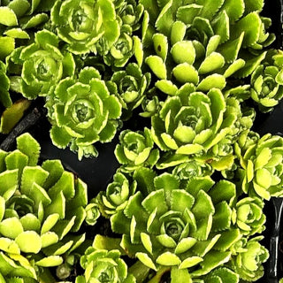 Trauben-Steinbrech (Saxifraga paniculata ssp.brevifolia)