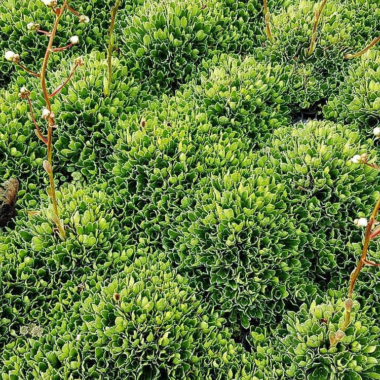 Trauben-Steinbrech (Saxifraga paniculata)