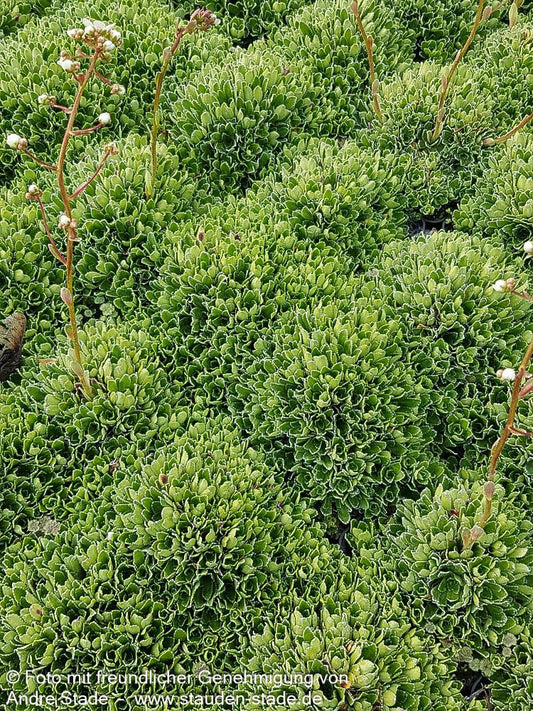 Trauben-Steinbrech (Saxifraga paniculata)