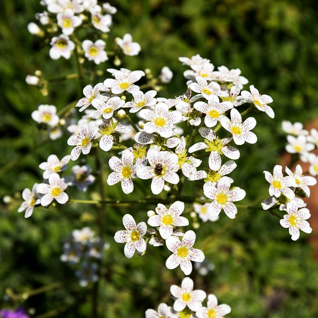 Trauben-Steinbrech (Saxifraga paniculata)