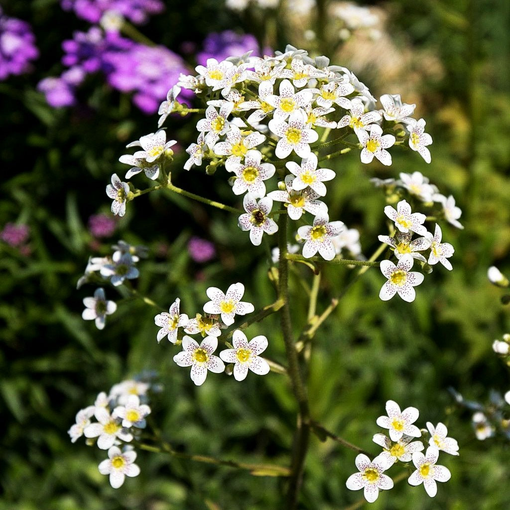 Trauben-Steinbrech (Saxifraga paniculata)