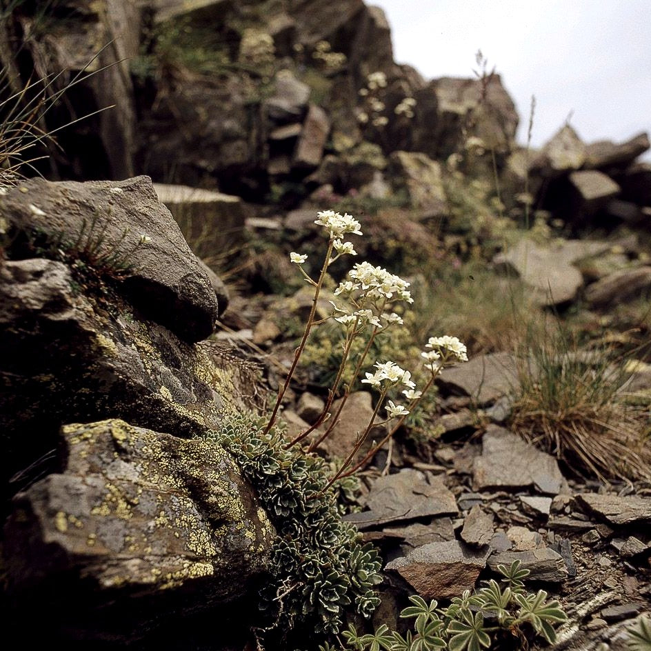Trauben-Steinbrech (Saxifraga paniculata)