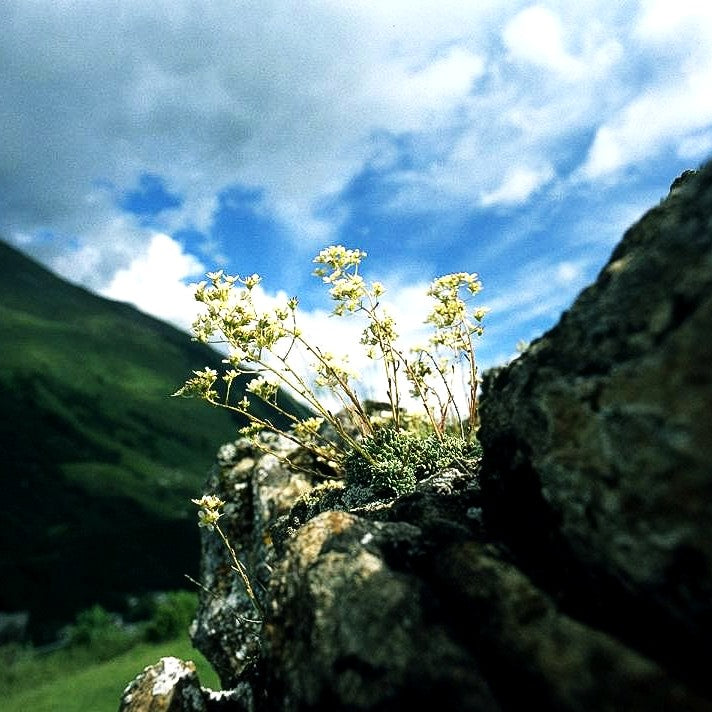 Trauben-Steinbrech (Saxifraga paniculata)