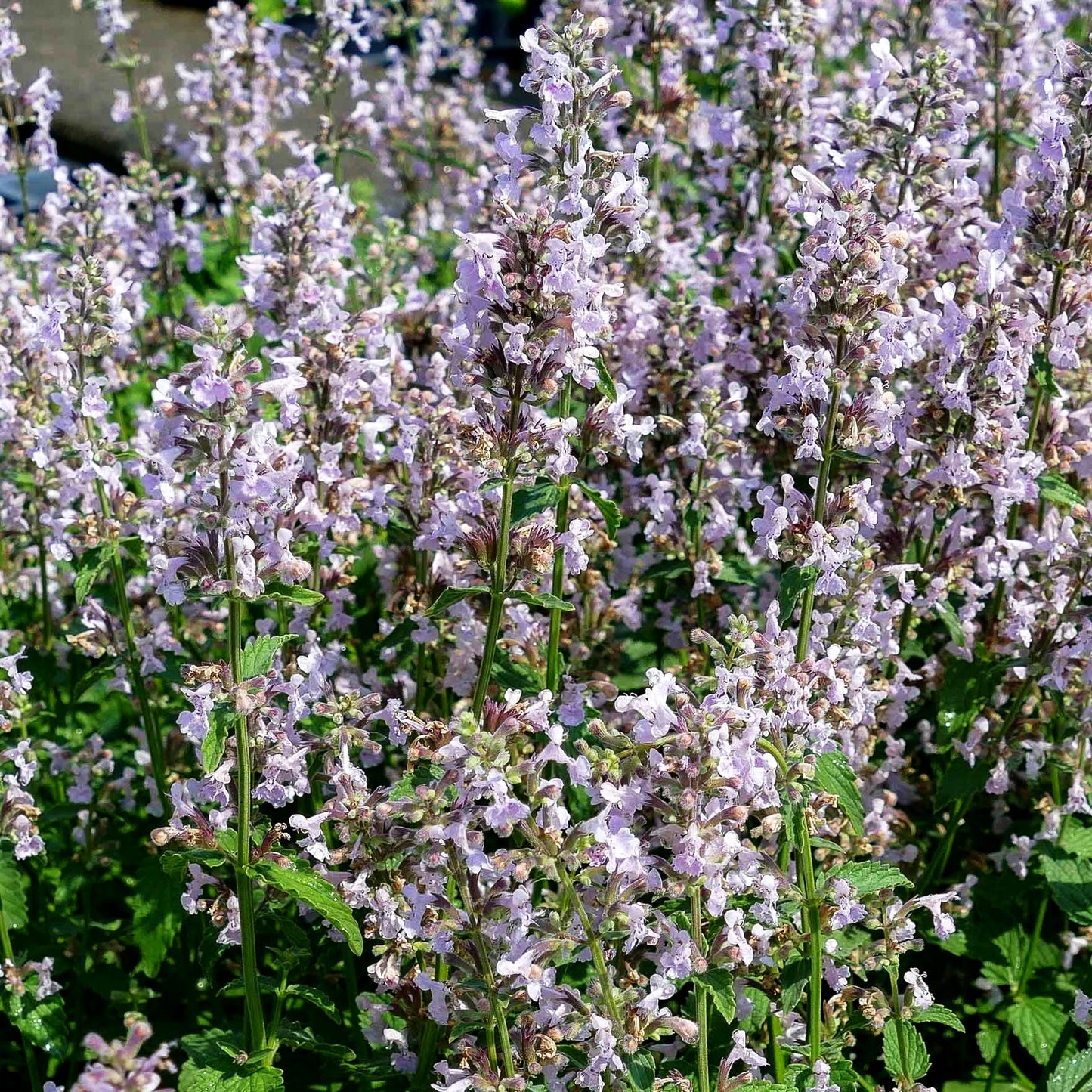 Traubige Katzenminze 'Amelia' (Nepeta racemosa)