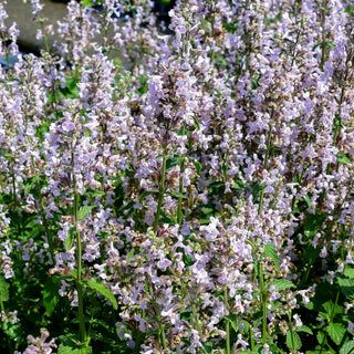 Traubige Katzenminze 'Amelia' (Nepeta racemosa)